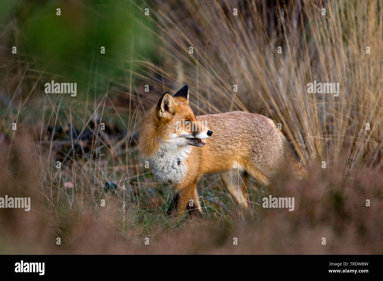 Red Fox (Vulpes vulpes), stehend, Niederlande Stockfoto