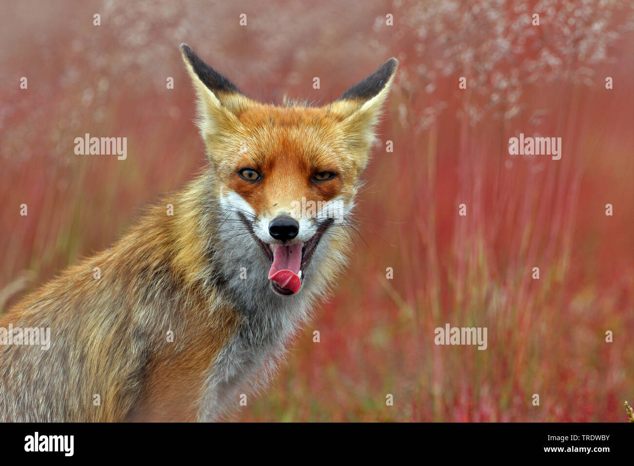 Red Fox (Vulpes vulpes), Gähnen, Niederlande Stockfoto