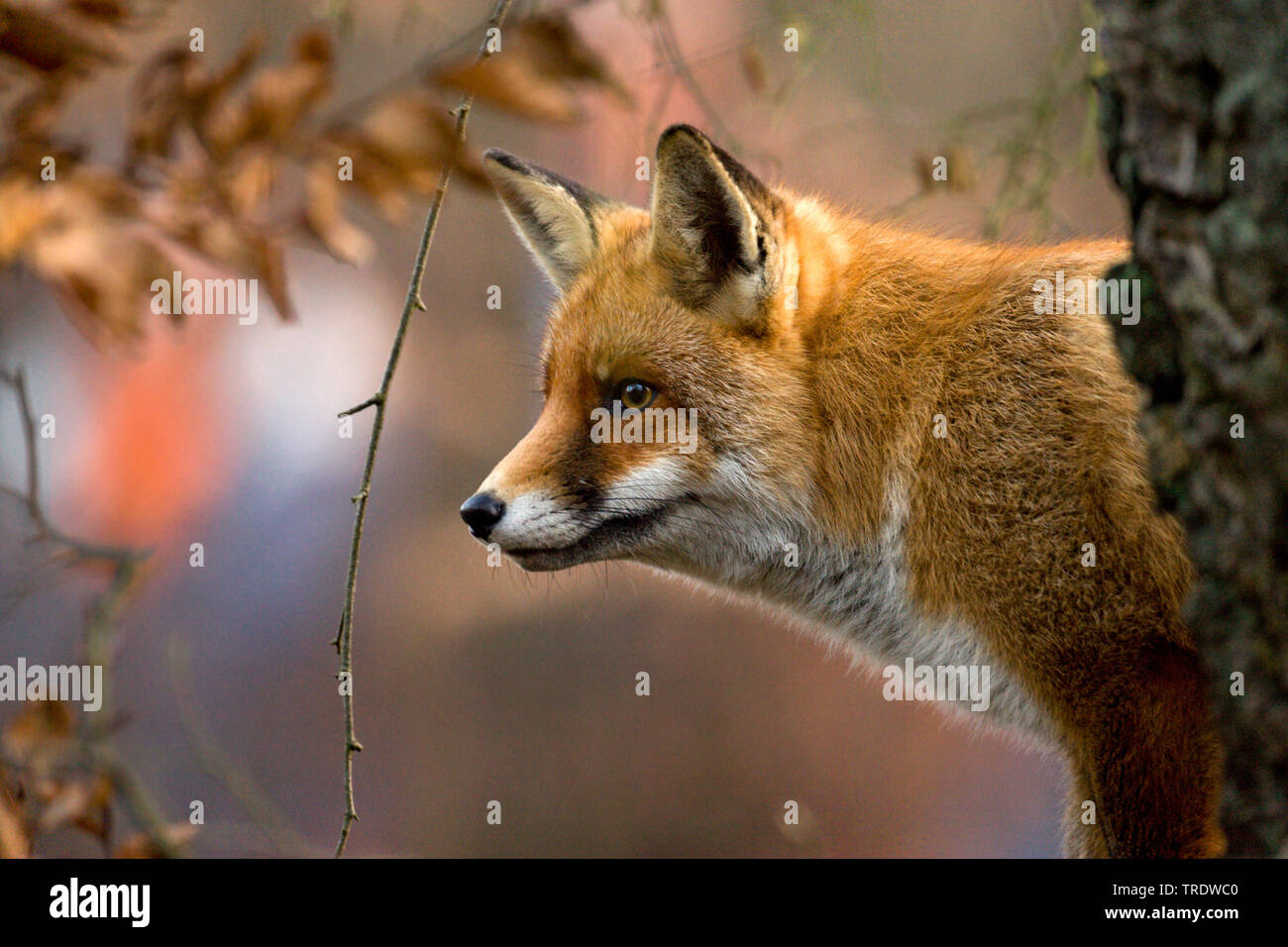 Rotfuchs (Vulpes Vulpes), Porträt, Niederlande Stockfoto