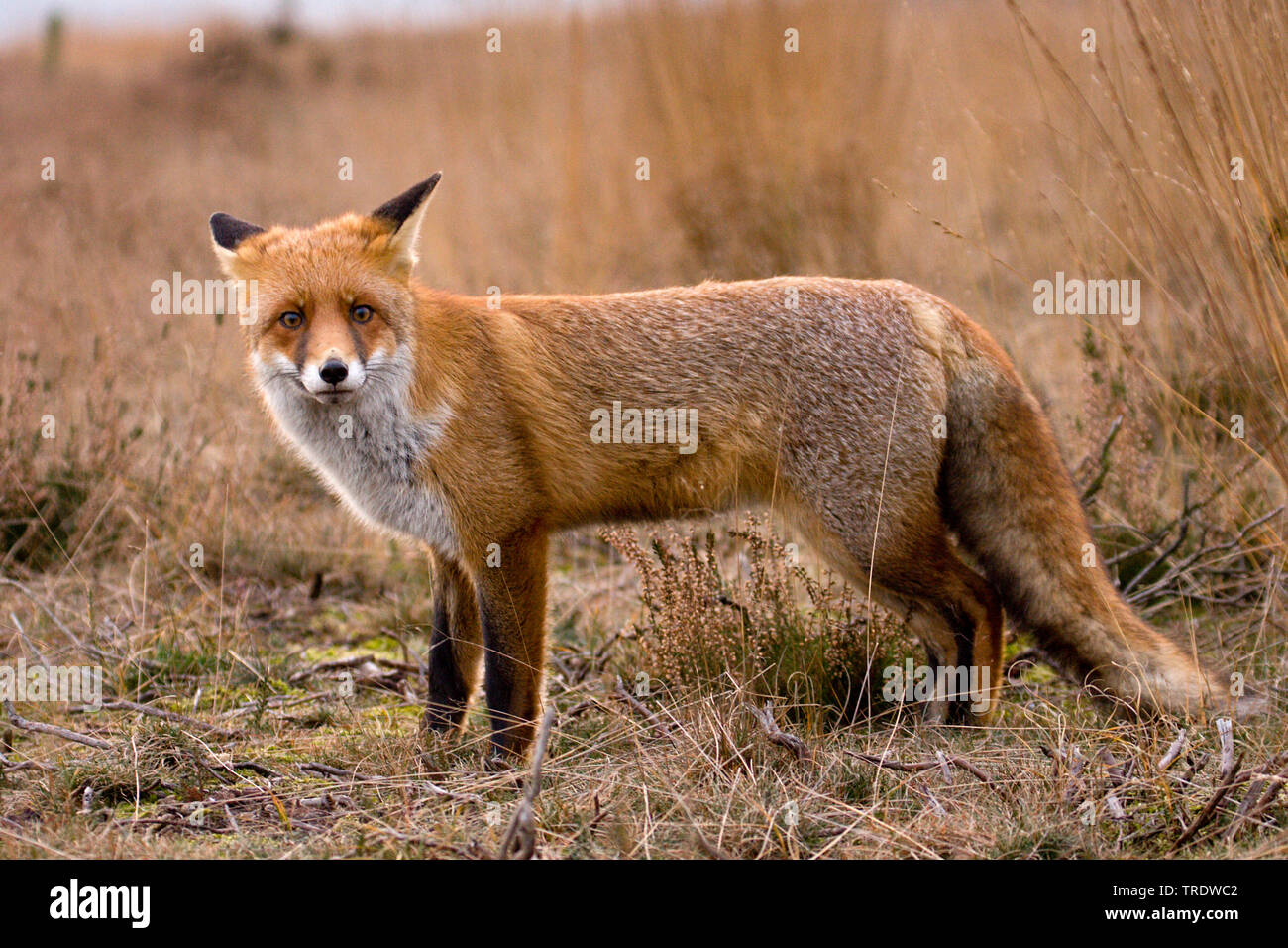 Red Fox (Vulpes vulpes), stehend, Niederlande Stockfoto