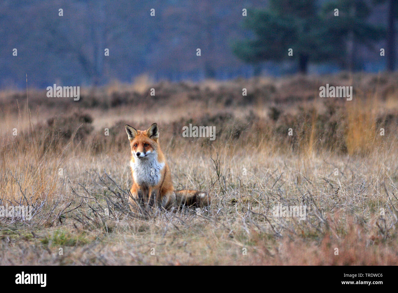 Red Fox (Vulpes vulpes), sitzend im Grünland, Niederlande Stockfoto