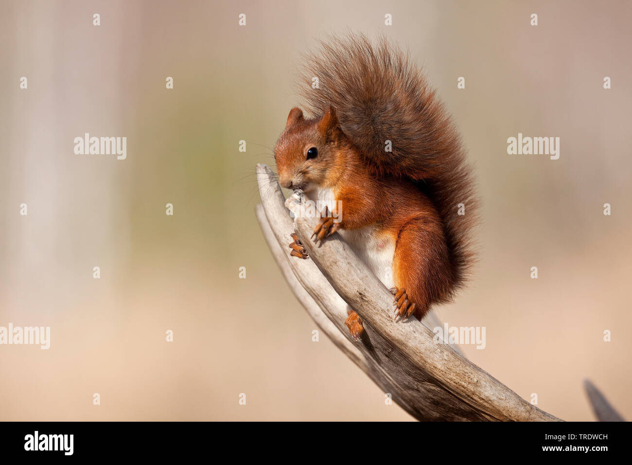 Europäische Eichhörnchen, Eurasischen Eichhörnchen (Sciurus vulgaris), thront auf einem Geweih, Niederlande Stockfoto