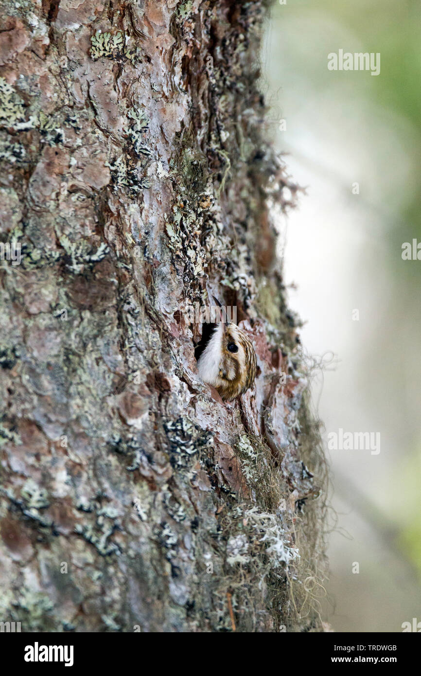 Common treecreeper (Certhia familiaris pyrenaica, Certhia familiaris macrodactyla), Peering vom Baum Loch, Österreich Stockfoto