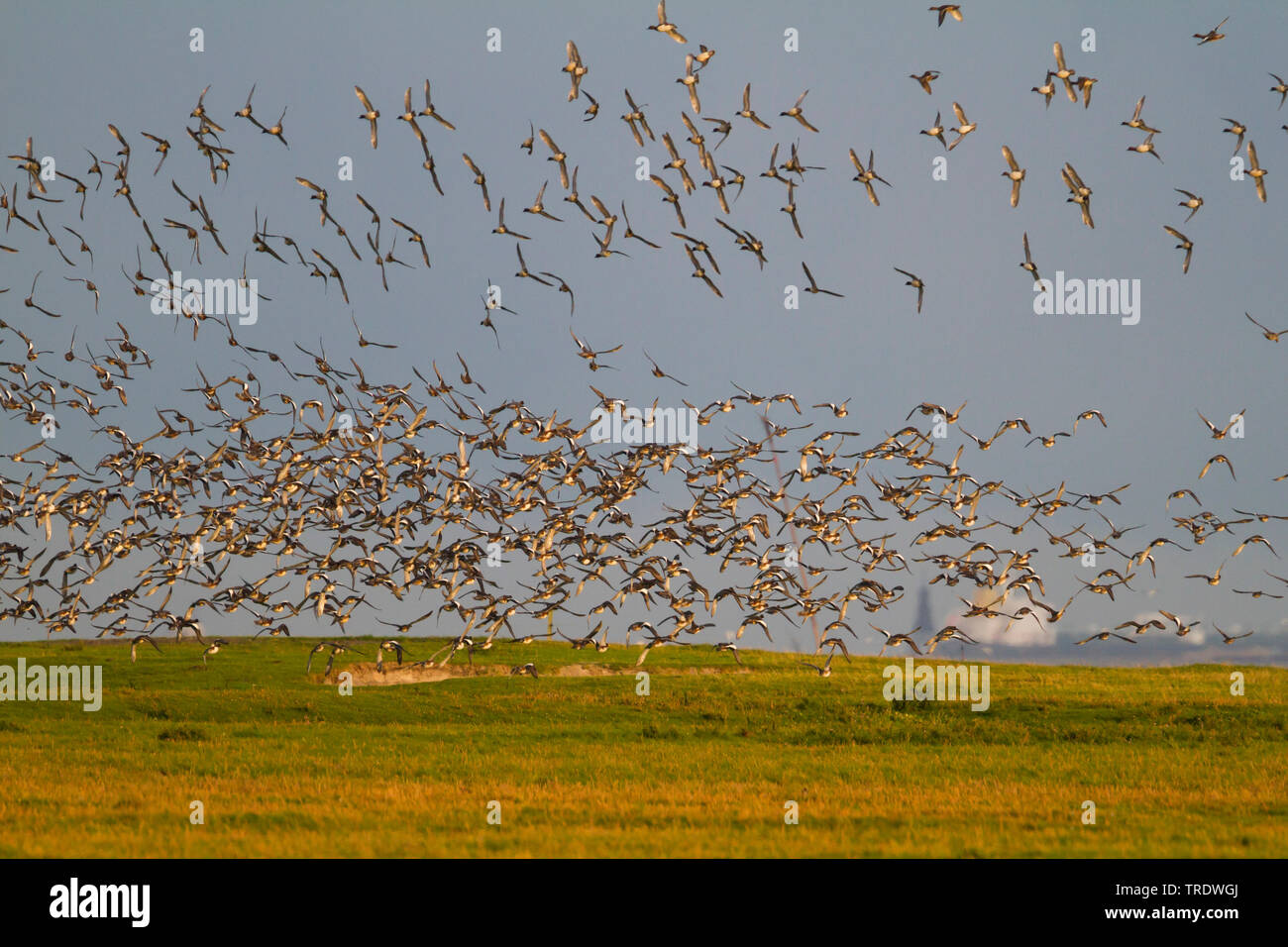 Europäische Pfeifente (Anas penelope, Mareca penelope), ein wintering Herde im Flug über die Wiesen in der wintergrounds, Deutschland Stockfoto