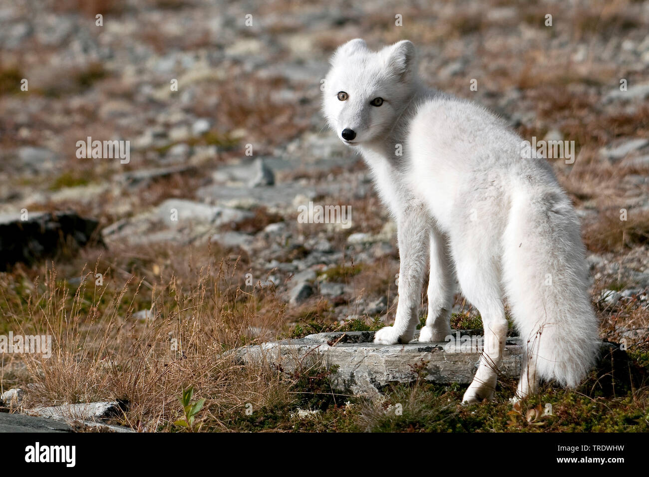 Polarfuchs, polar Fox (Alopex lagopus, Vulpes lagopus), im Winter Mantel, Norwegen, Dovrefjell Nationalpark Sunndalsfjella Stockfoto