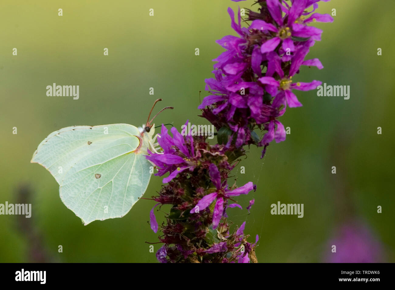 Schwefel (Gonepteryx rhamni), erwachsenen weiblichen Felberich, Niederlande Stockfoto
