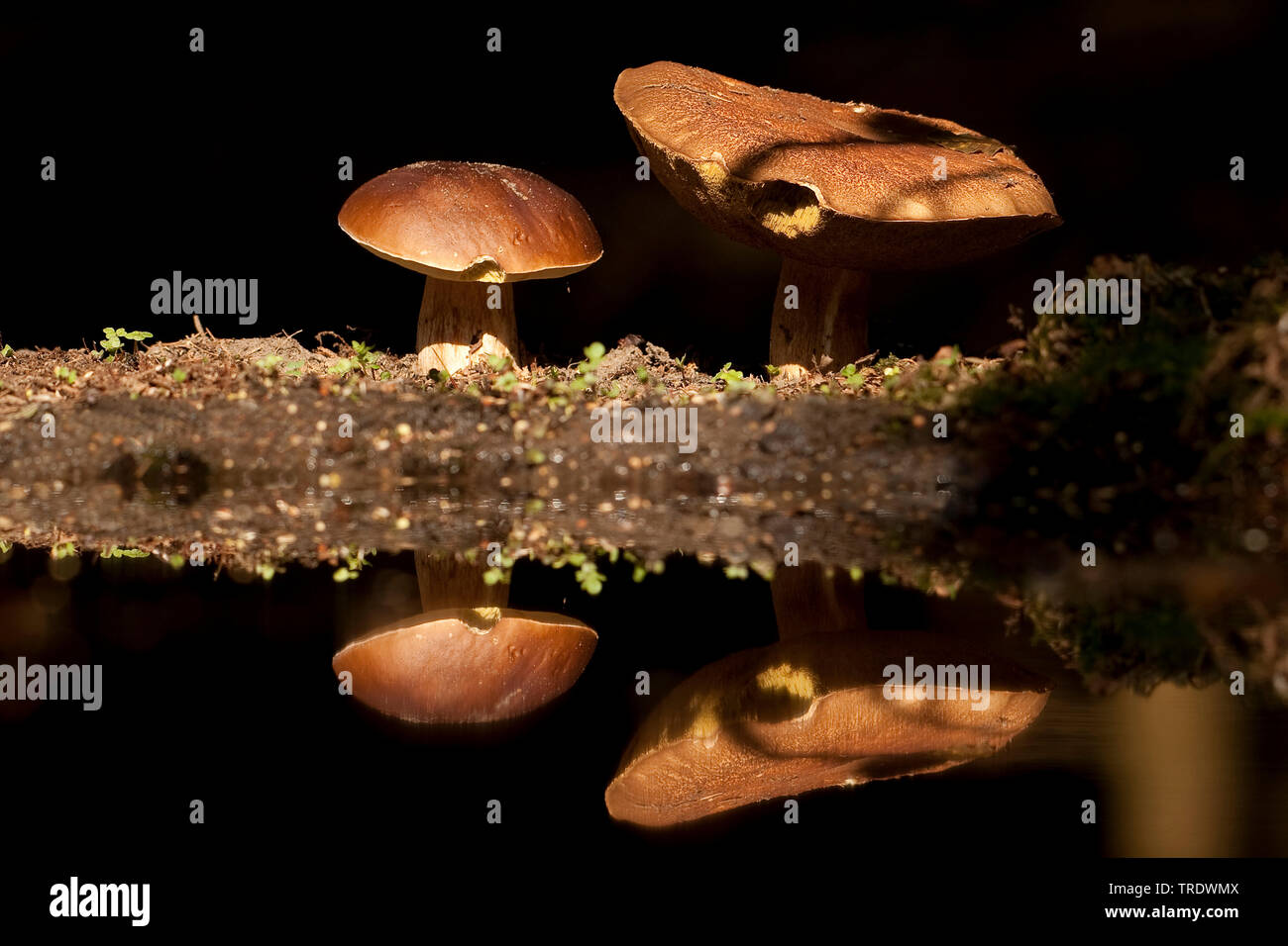 Penny bun, Cep, Porcino, Bun Pilz (Boletus edulis), Niederlande, Overijssel Stockfoto