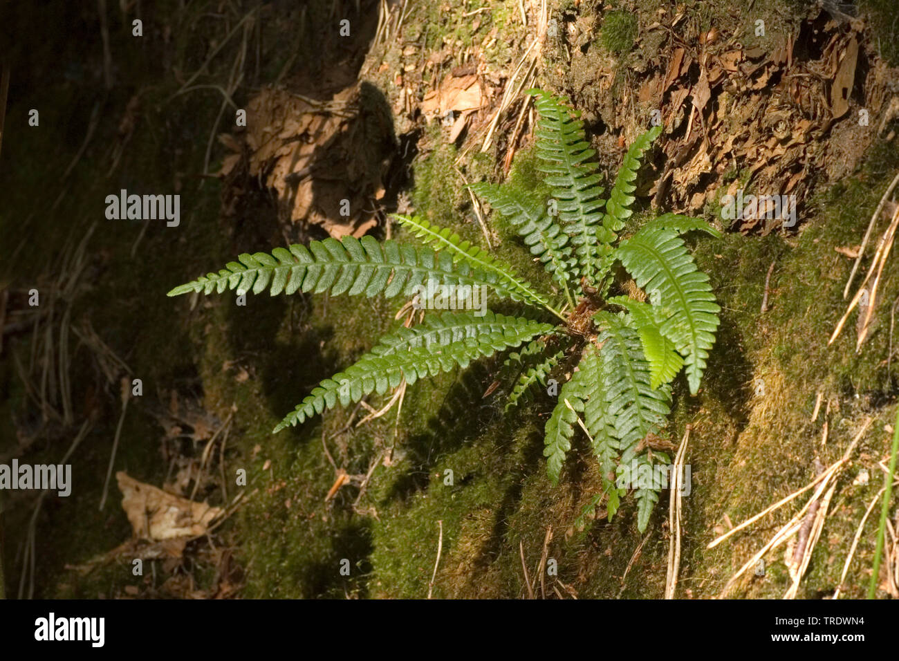Hard- fern (spicant Blechnum spicant, Struthiopteris), Niederlande Stockfoto