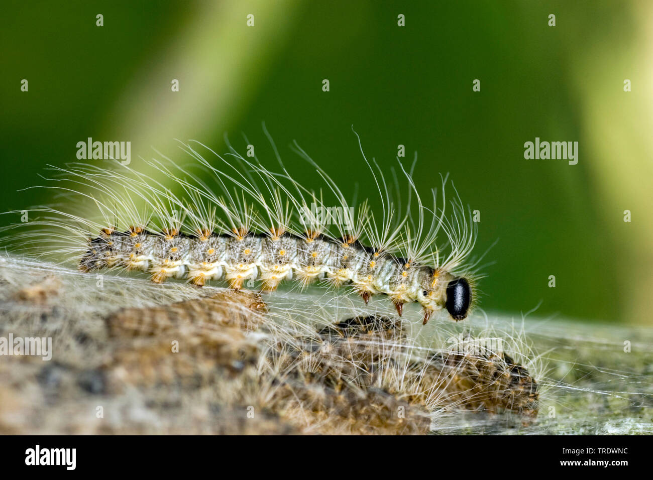 Eichenprozessionsspinner (Thaumetopoea Processionea), Niederlande Stockfoto