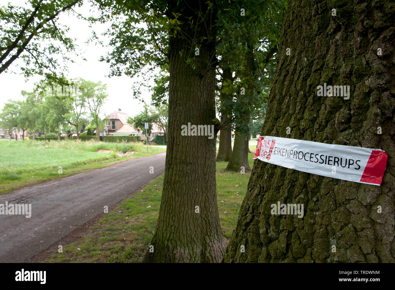 Eichenprozessionsspinner (Thaumetopoea Processionea), mit Label auf einer Amtsleitung, Niederlande Stockfoto