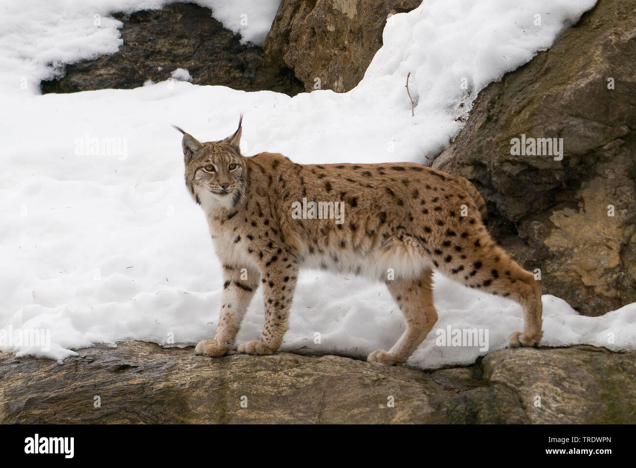 Eurasischen Luchs (Lynx lynx), im Schnee auf Felsen, Deutschland, Bayern, Nationalpark Bayerischer Wald Stockfoto