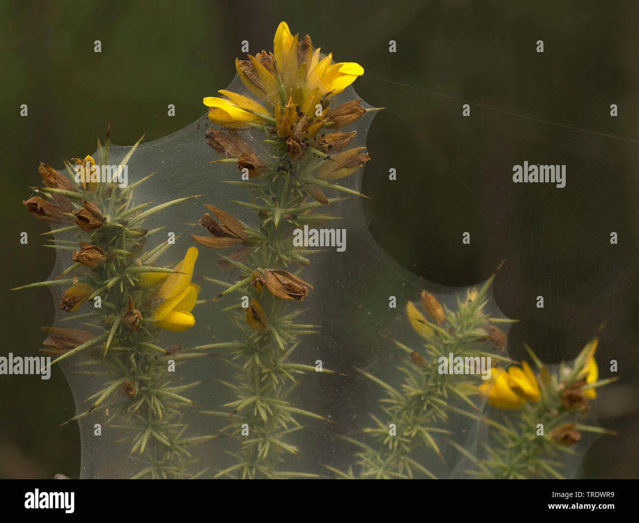 Ginster, Stechginster, goldene Stechginster (Ulex europaeus), blühende, mit Spiderweb, Niederlande Stockfoto