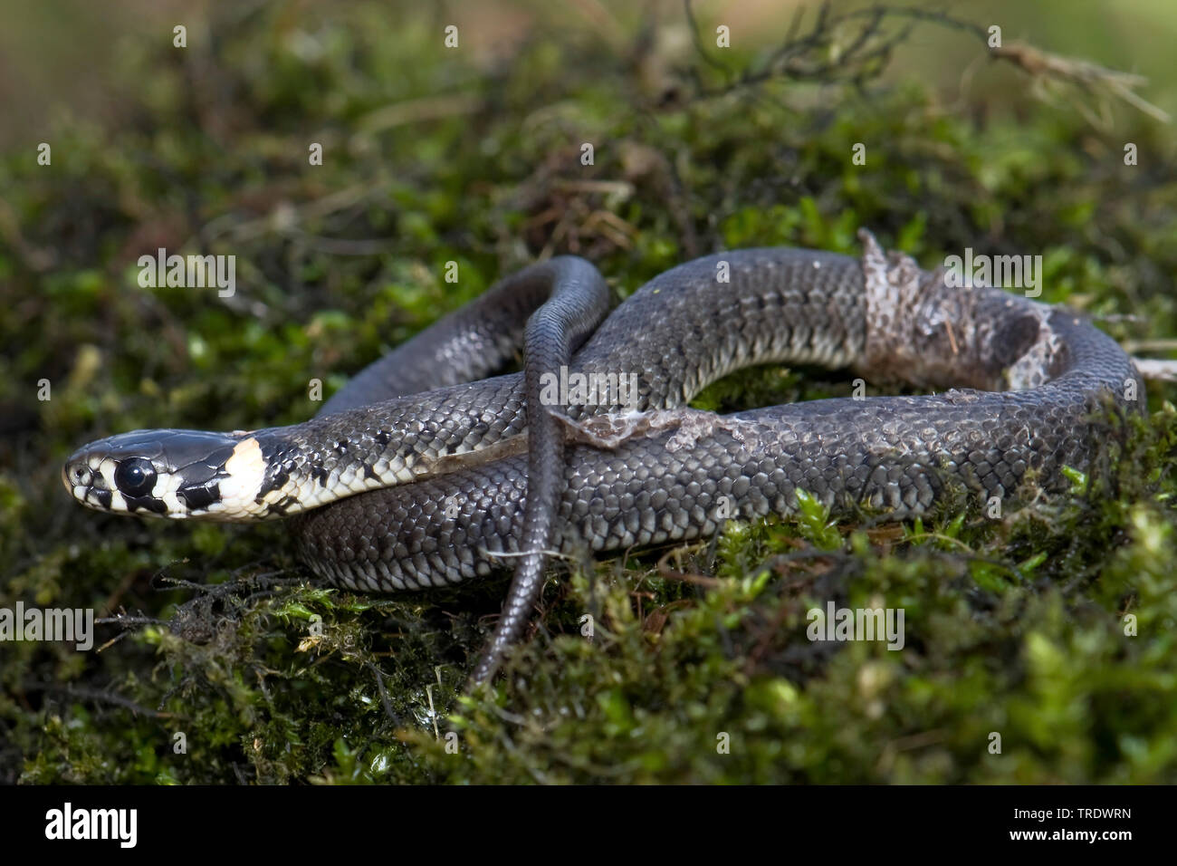 Ringelnatter (Natrix natrix), liegen auf Moss, Niederlande Stockfoto