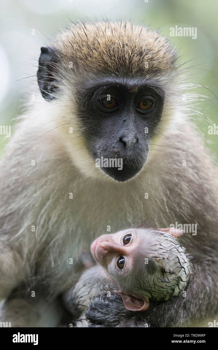 Green Monkey, Monkey, Sabaeus Callithrix monkey (Chlorocebus sabaeus), Mutter mit Jungtier in ihren Armen, Brustbild, Gambia Stockfoto