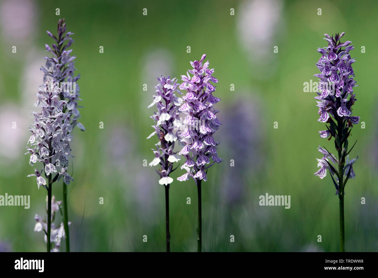 Heide getupft Orchidee (Dactylorhiza maculata), blühende, Niederlande, Overijssel Stockfoto