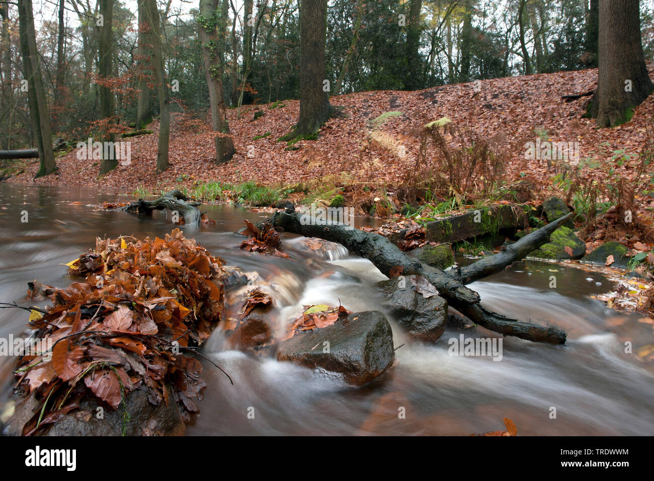 Fluss im Herbst Zeit, Niederlande, Overijssel Stockfoto