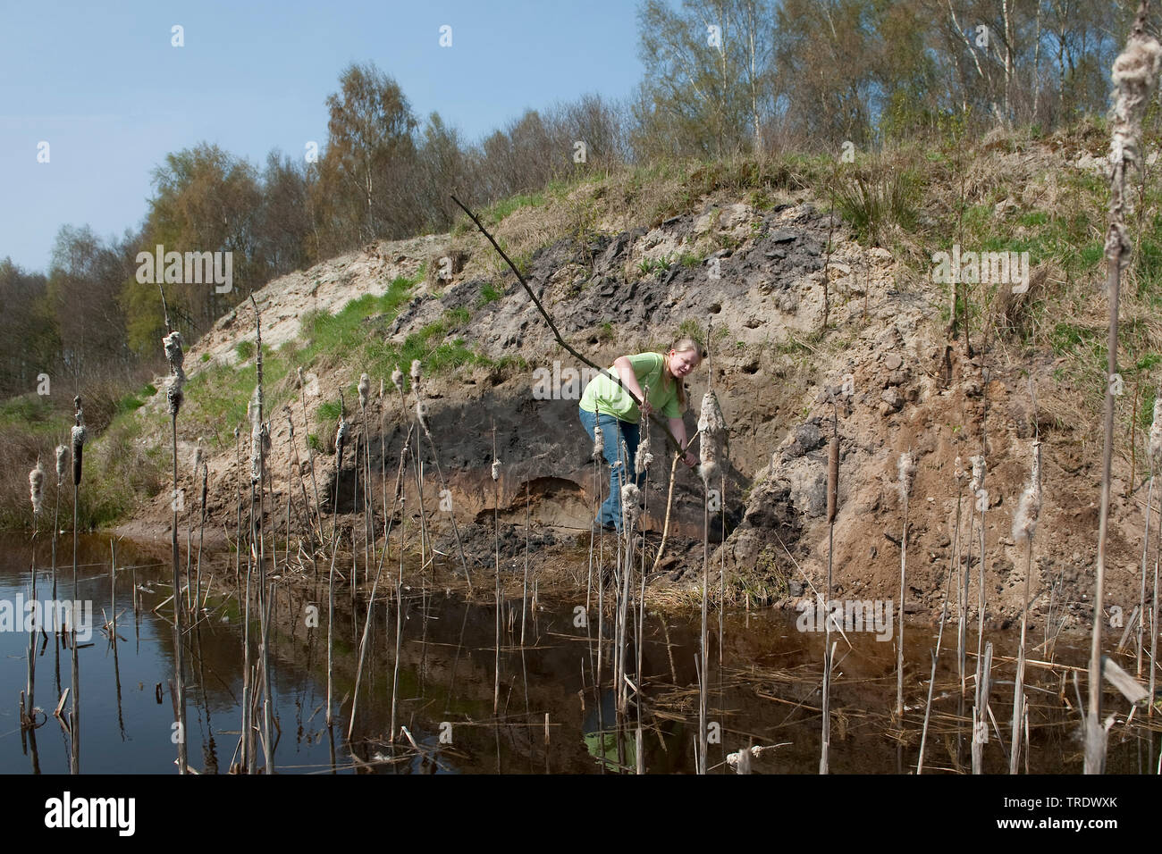 Fluss Eisvogel (Alcedo atthis), Nest, Niederlande, Overijssel Stockfoto