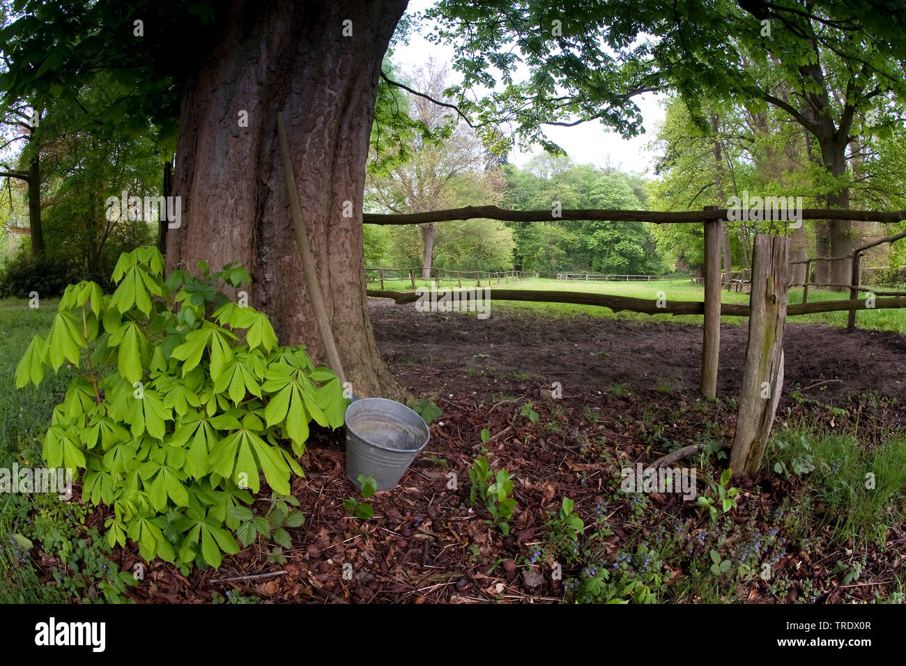 Gemeinsame Rosskastanie (Aesculus hippocastanum), Metall Eimer an einem Baumstamm, Niederlande, Overijssel, Landgoed het Weldam, Hof van Twente Stockfoto
