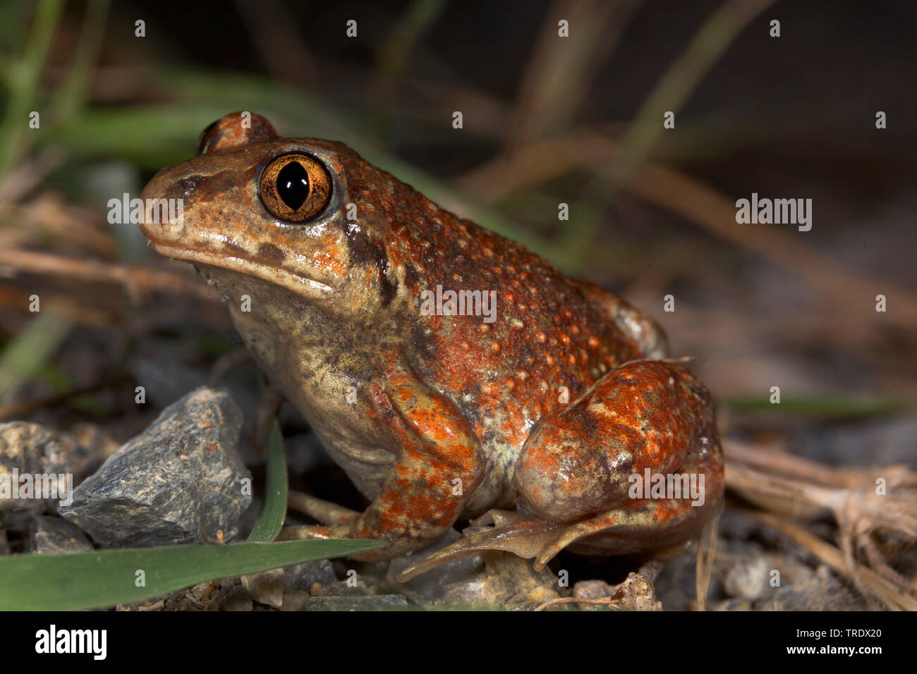 Common spadefoot Toad, Knoblauch (Pelobates fuscus), full-length Portrait, Seitenansicht, Deutschland Stockfoto