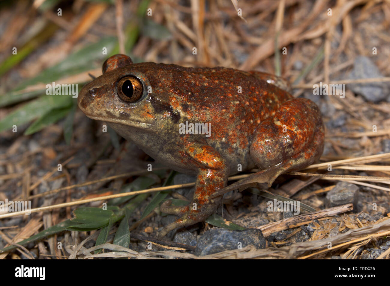 Common spadefoot Toad, Knoblauch (Pelobates fuscus), full-length Portrait, Seitenansicht, Deutschland Stockfoto