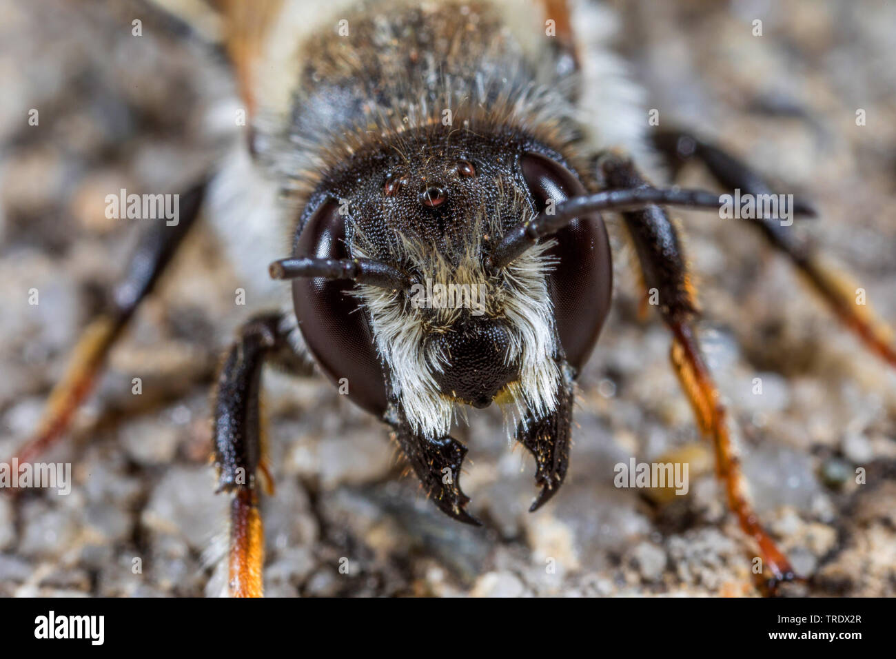 Leafcutter Biene (Megachile willughbiella), Weibliche, Porträt, Deutschland, Bayern Stockfoto