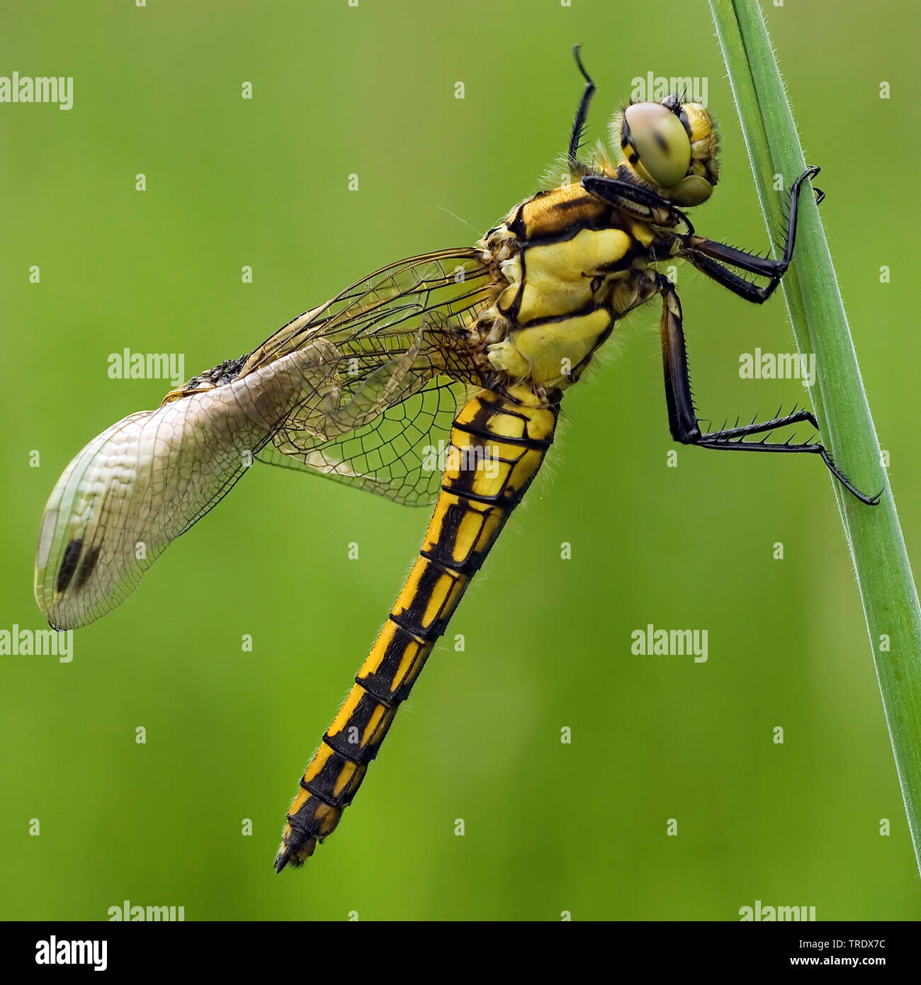 Black-tailed Skimmer (Orthetrum Cancellatum), Weibliche mit deformierten Flügeln, Niederlande Stockfoto