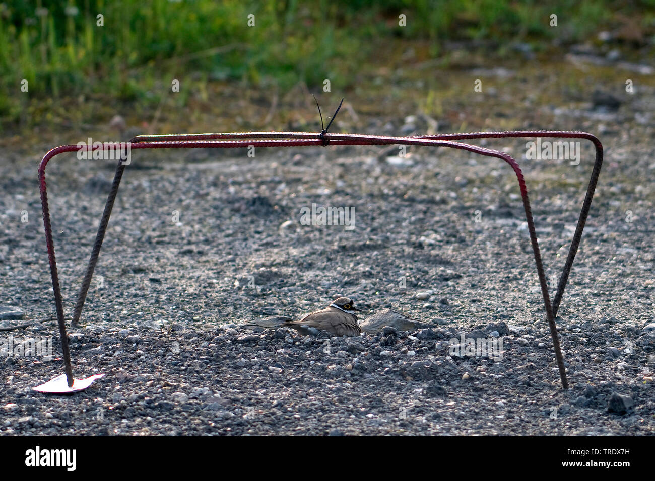 Flussregenpfeifer (Charadrius dubius), Nest der Flussregenpfeifer geschützt, Niederlande, Overijssel Stockfoto