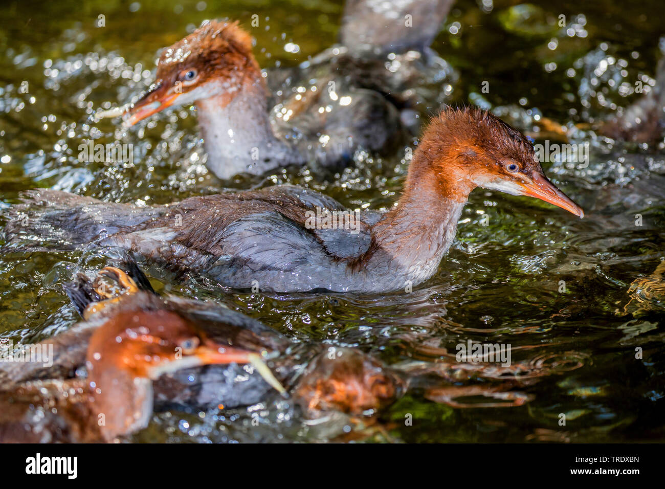 Gänsesäger (Mergus Merganser), junge Vögel jagen Fischen, Deutschland, Bayern, Niederbayern, Oberbayern Stockfoto