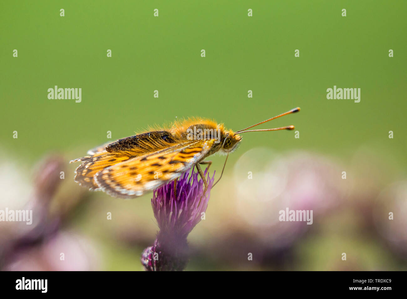 Dunkelgrün fritillary (ceriagrion Doris, Doris, Doris Speyeria Mesoacidalia), männlich Sonnenbaden mit ausgebreiteten Flügeln auf einer Distel, Seitenansicht, Deutschland, Bayern, Niederbayern, Oberbayern Stockfoto