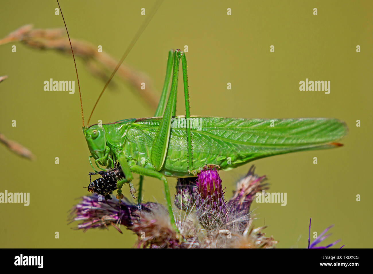 Große grüne, grüne Bush-Cricket Bush-Cricket (Tettigonia Viridissima), Essen einen Käfer auf einer Distel, Seitenansicht, Deutschland, Bayern, Niederbayern, Oberbayern Stockfoto