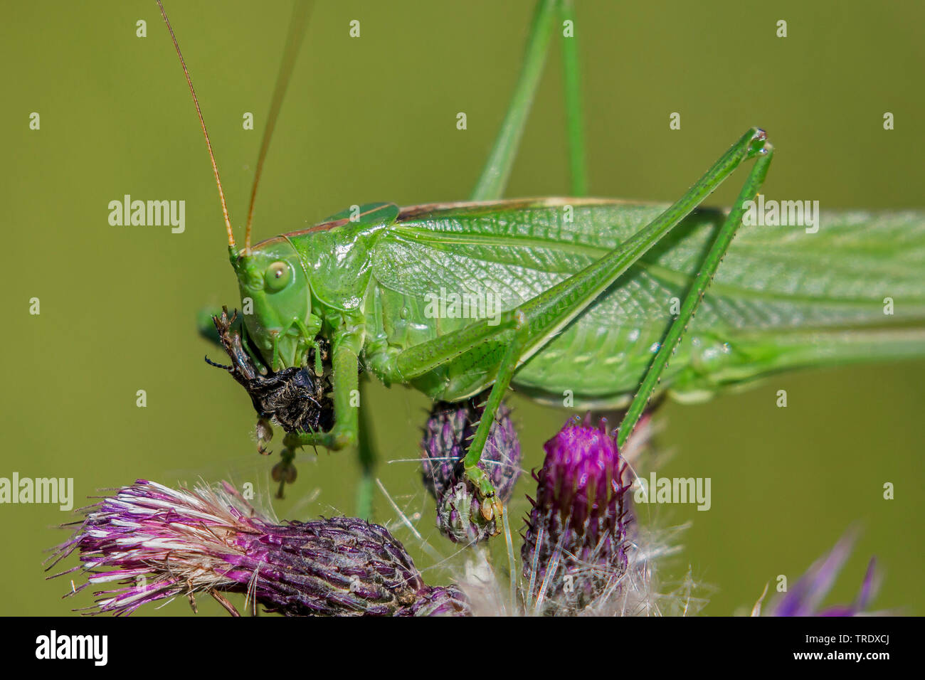 Große grüne, grüne Bush-Cricket Bush-Cricket (Tettigonia Viridissima), Essen einen Käfer, Seitenansicht, Deutschland, Bayern, Niederbayern, Oberbayern Stockfoto