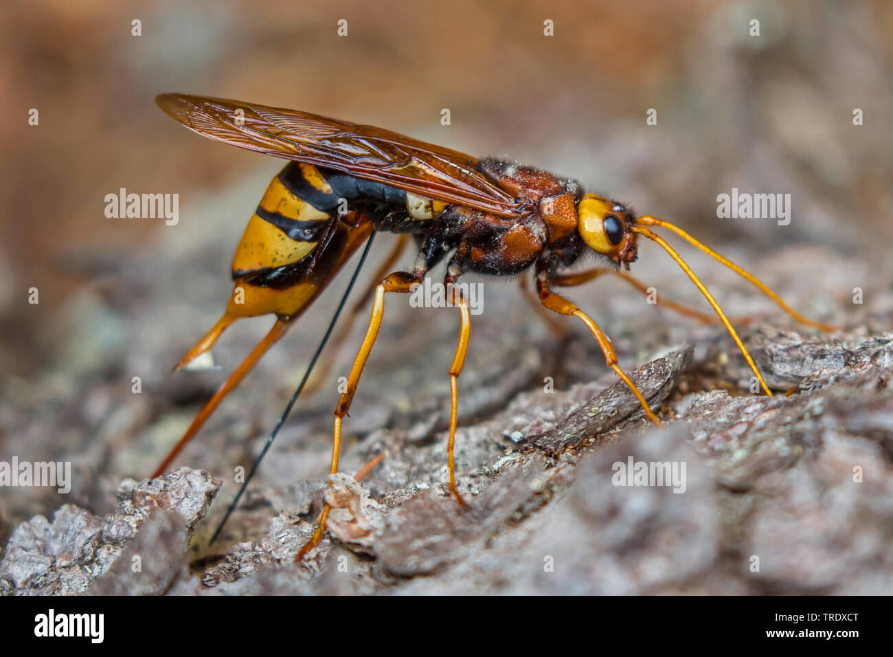 Riesige Holz Wasp, riesige Hornschwanz, größere Hornschwanz (Urocerus gigas), suche einen Platz für Eier in einen Baumstamm, Seitenansicht, Deutschland, Bayern, Niederbayern, Oberbayern Stockfoto