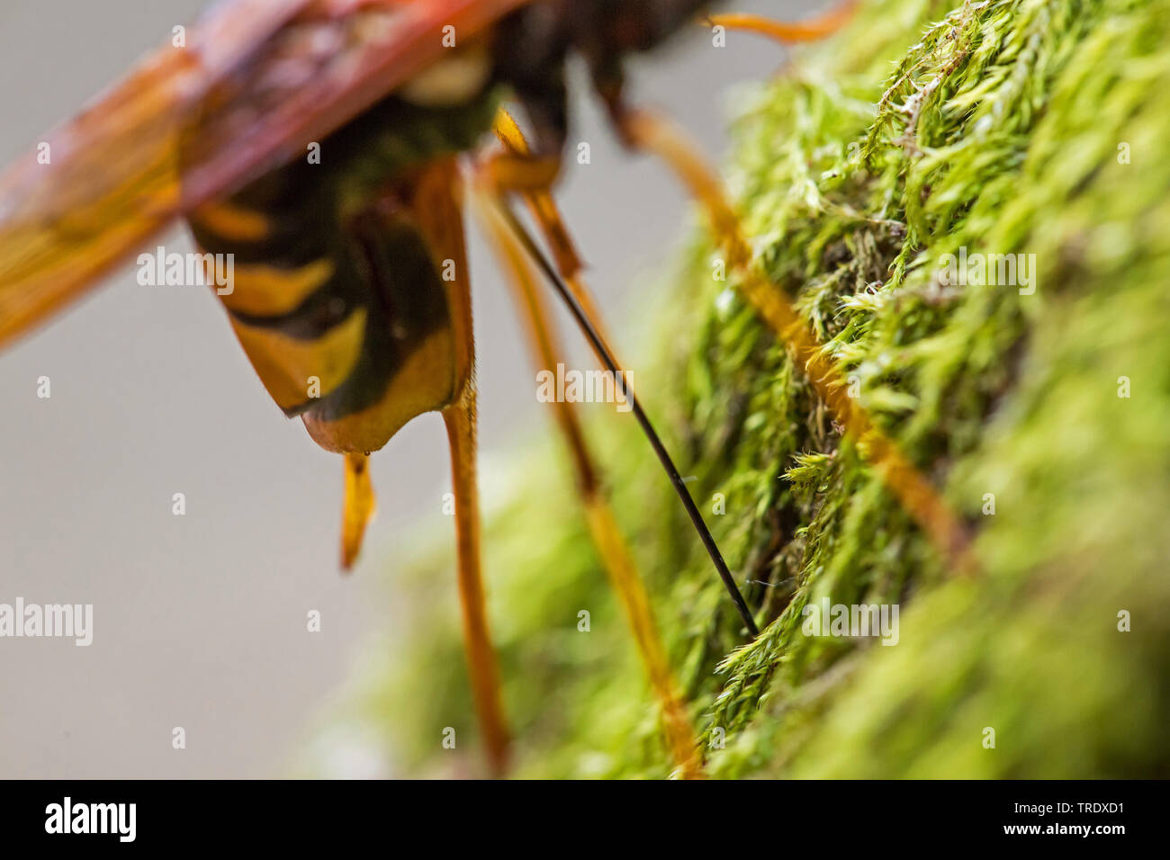 Riesige Holz Wasp, riesige Hornschwanz, größere Hornschwanz (Urocerus gigas), ovipositor ist in einem Bemoosten Baumstamm, Seitenansicht, Deutschland, Bayern, Niederbayern, Oberbayern Stockfoto