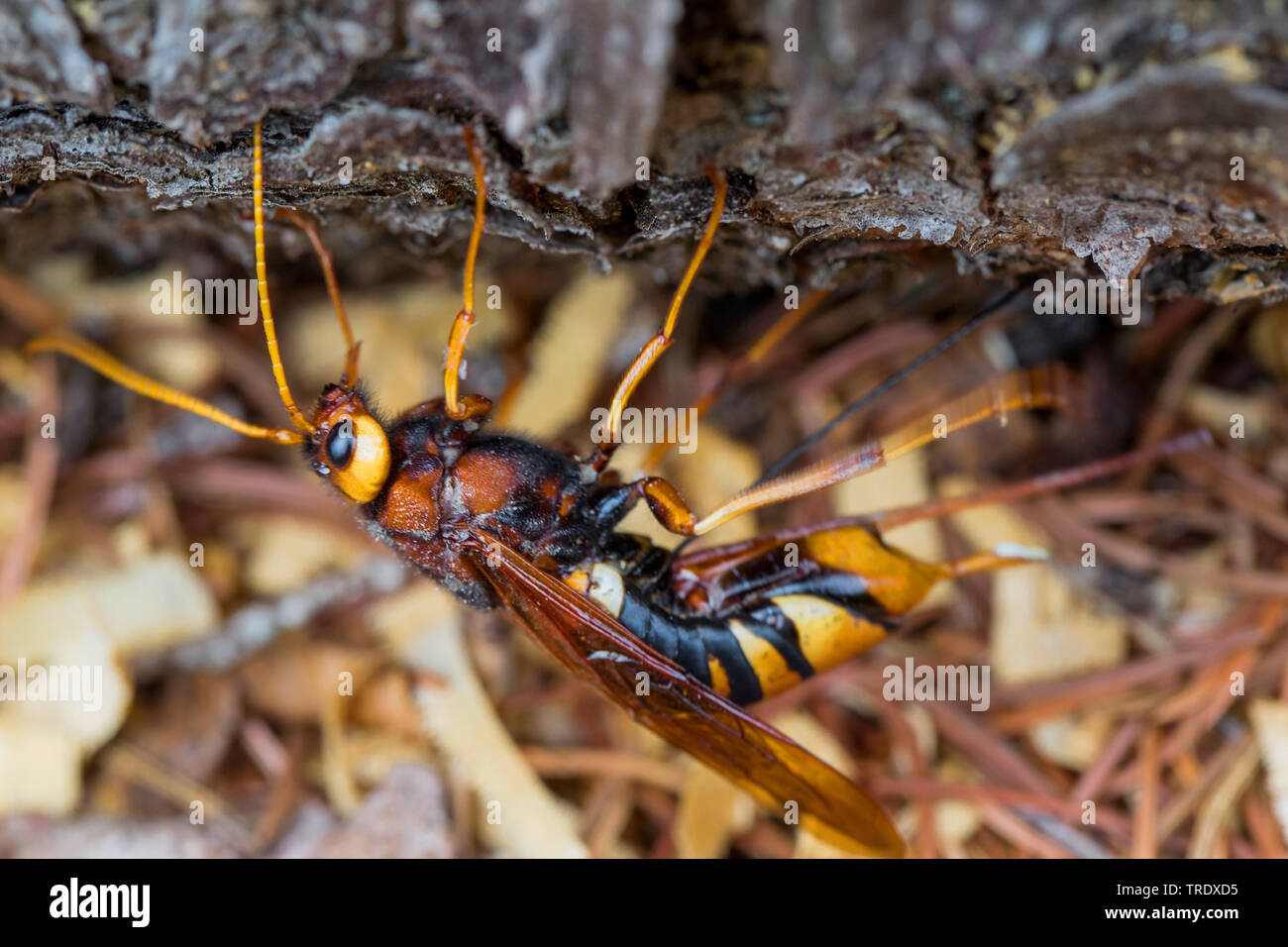 Riesige Holz Wasp, riesige Hornschwanz, größere Hornschwanz (Urocerus gigas), auf der Suche nach einem geeigneten Platz für die Eiablage, Seitenansicht, Deutschland, Bayern, Niederbayern, Oberbayern Stockfoto