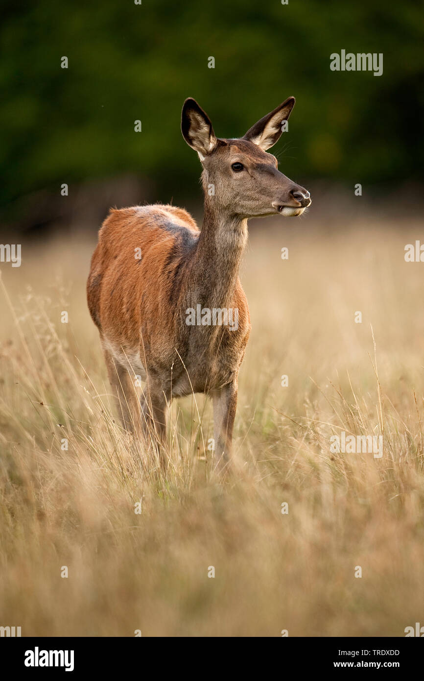 Red Deer (Cervus elaphus), Hinterbeinen stehend auf Gras, Vorderansicht, Niederlande Stockfoto