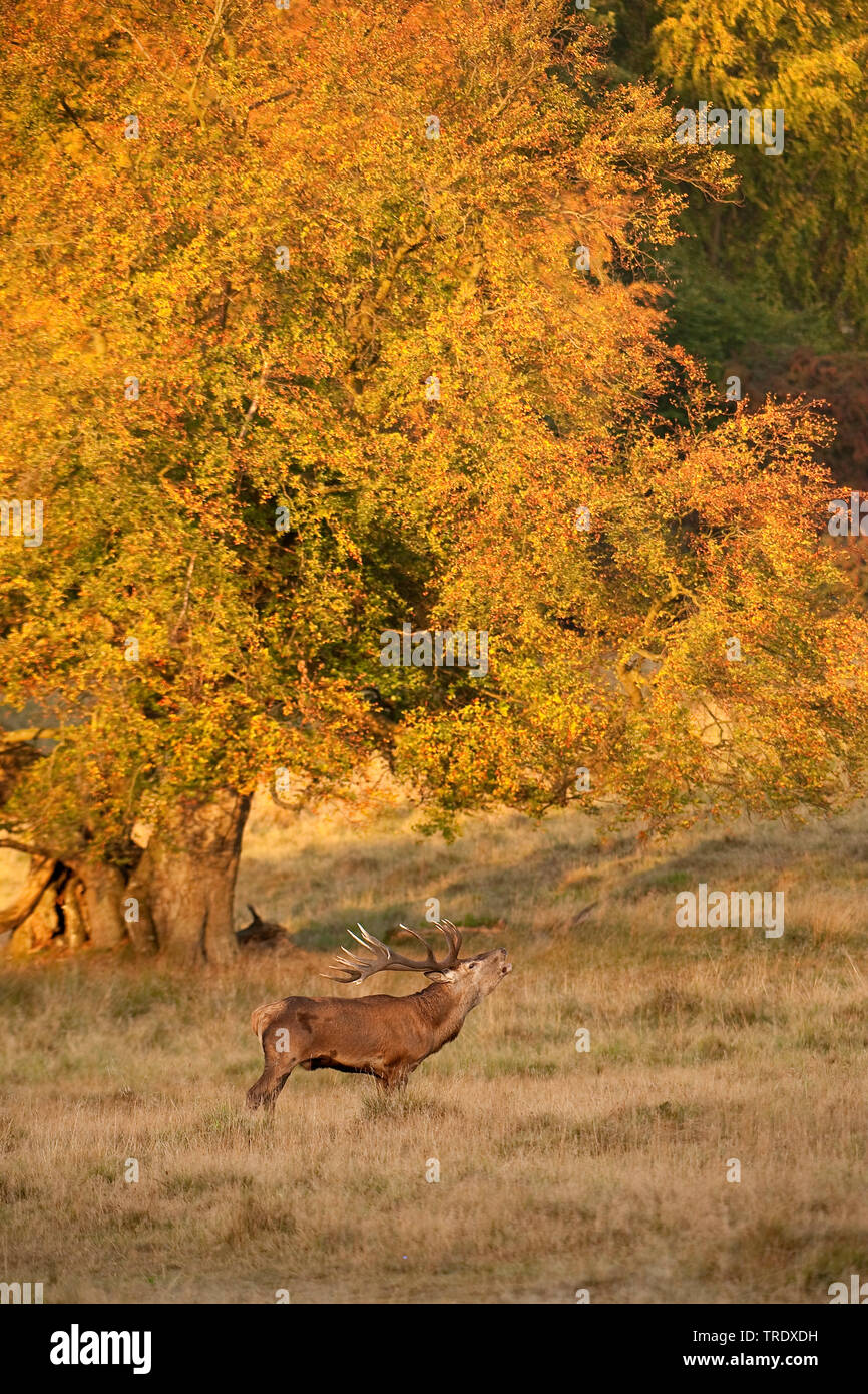Red Deer (Cervus elaphus), männlich Brüllen, Niederlande Stockfoto