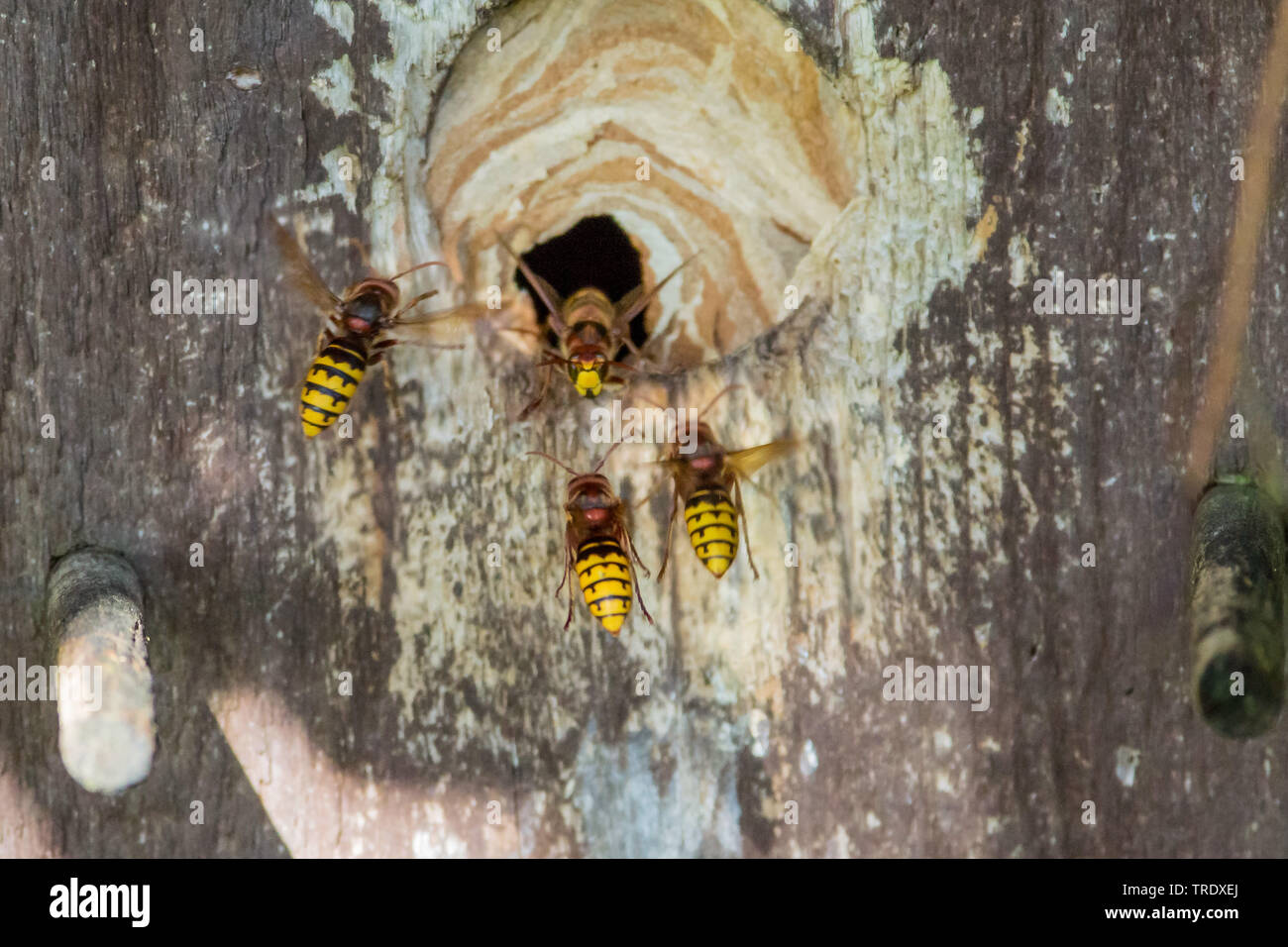 Hornet, brown Hornet, Europäische Hornisse (Vespa crabro), Eintrag in einem klebrigen Eingang Bohrung eines Nistkasten, Deutschland, Bayern, Oberbayern, Oberbayern Stockfoto