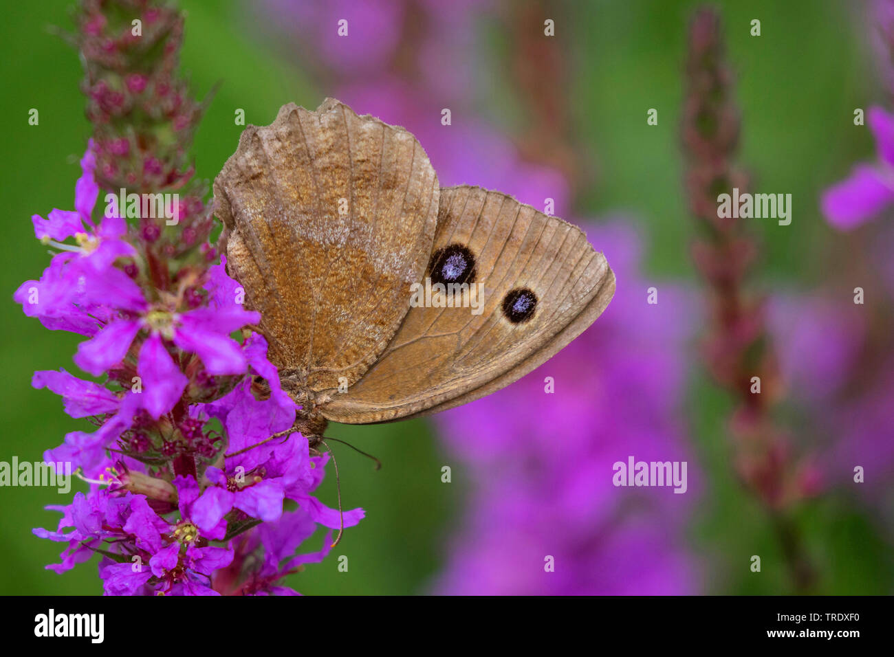 Dryaden (minois Dryas, Satyrus dryas), Weibliche saugen Nektar an felberich, Deutschland, Bayern, Oberbayern, Oberbayern Stockfoto