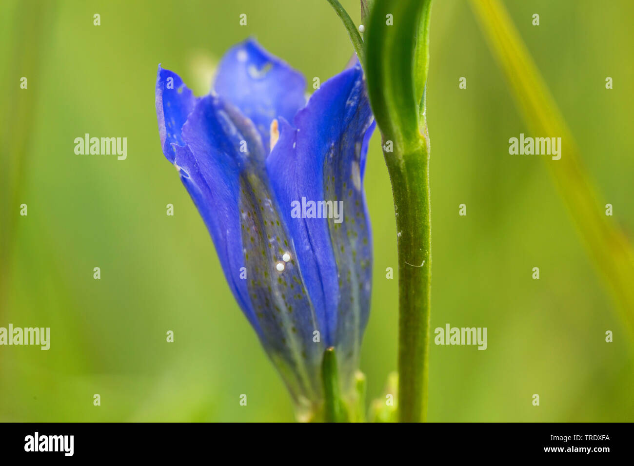 Berg Alcon blau (Phengaris rebeli, Maculinea rebeli), Eier, Blumen der Berge Alcon blau, Deutschland, Bayern, Oberbayern, Oberbayern Stockfoto