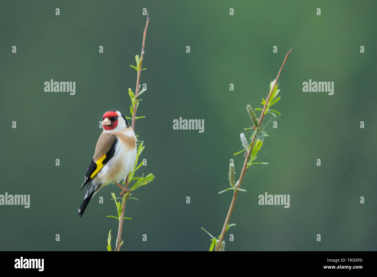 Eurasischen Stieglitz (Carduelis carduelis Carduelis, Carduelis carduelis), Männer sitzen auf einer Weide Zweig, Deutschland Stockfoto