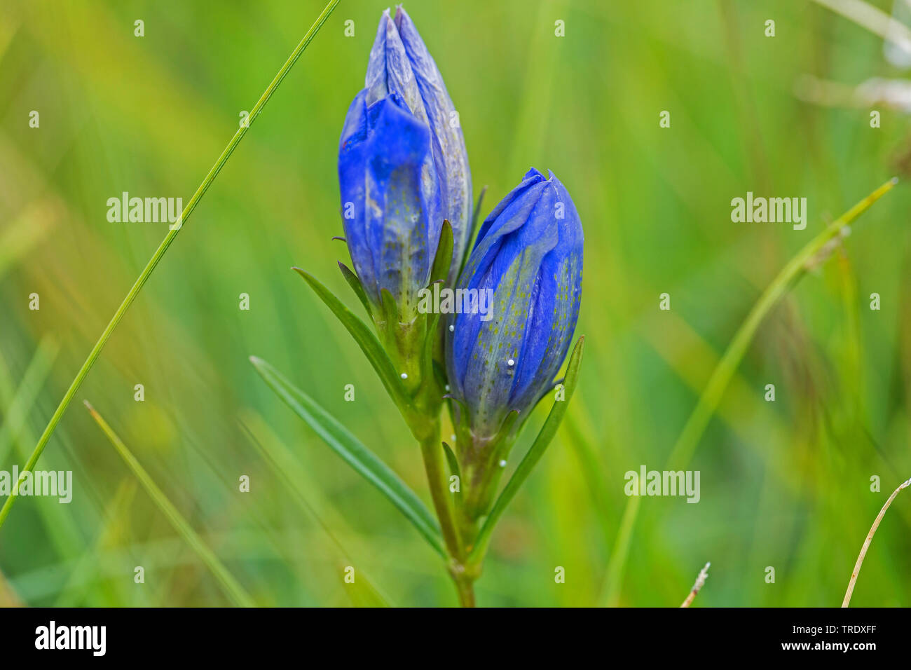 Berg Alcon blau (Phengaris rebeli, Maculinea rebeli), Eier, Blumen der Berge Alcon blau, Deutschland, Bayern, Oberbayern, Oberbayern Stockfoto