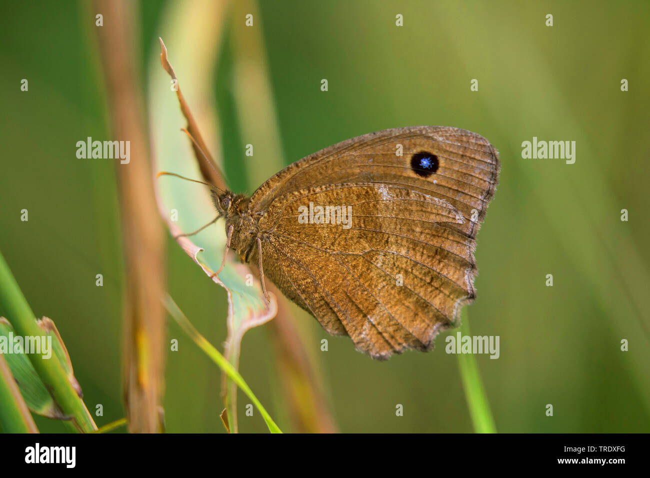 Dryaden (minois Dryas, Satyrus dryas), Weibliche ruht auf einem Schilf sprießen, Deutschland, Bayern, Oberbayern, Oberbayern Stockfoto