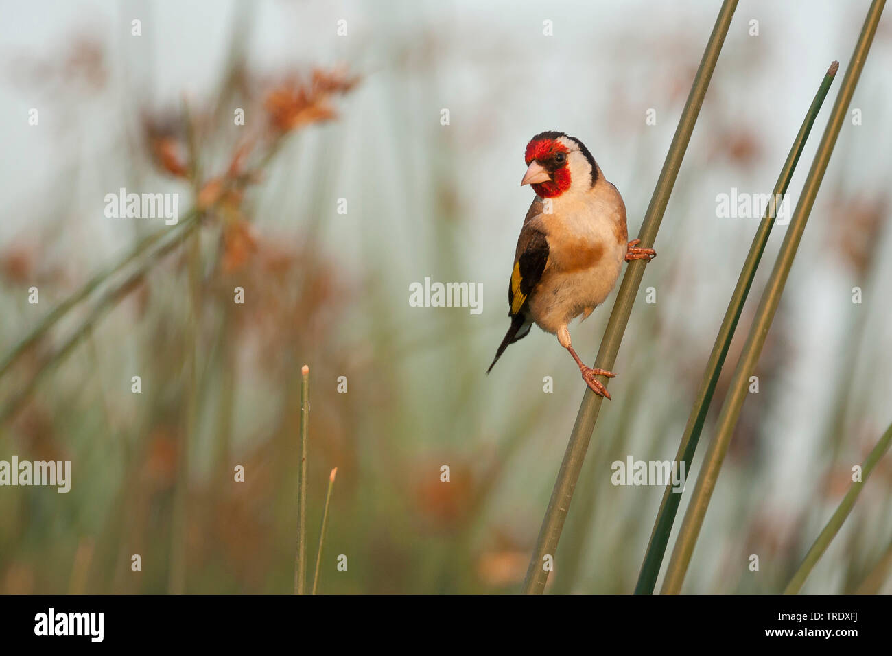 Eurasischen Stieglitz (Carduelis carduelis Balcanica, Carduelis balcanica), erwachsenen männlichen, Kroatien Stockfoto