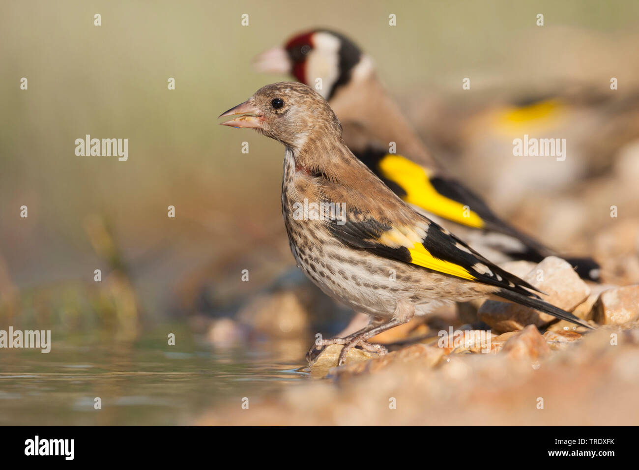 Eurasischen Stieglitz (Carduelis carduelis Balcanica, Carduelis balcanica), trinken Jugendliche, Kroatien Stockfoto
