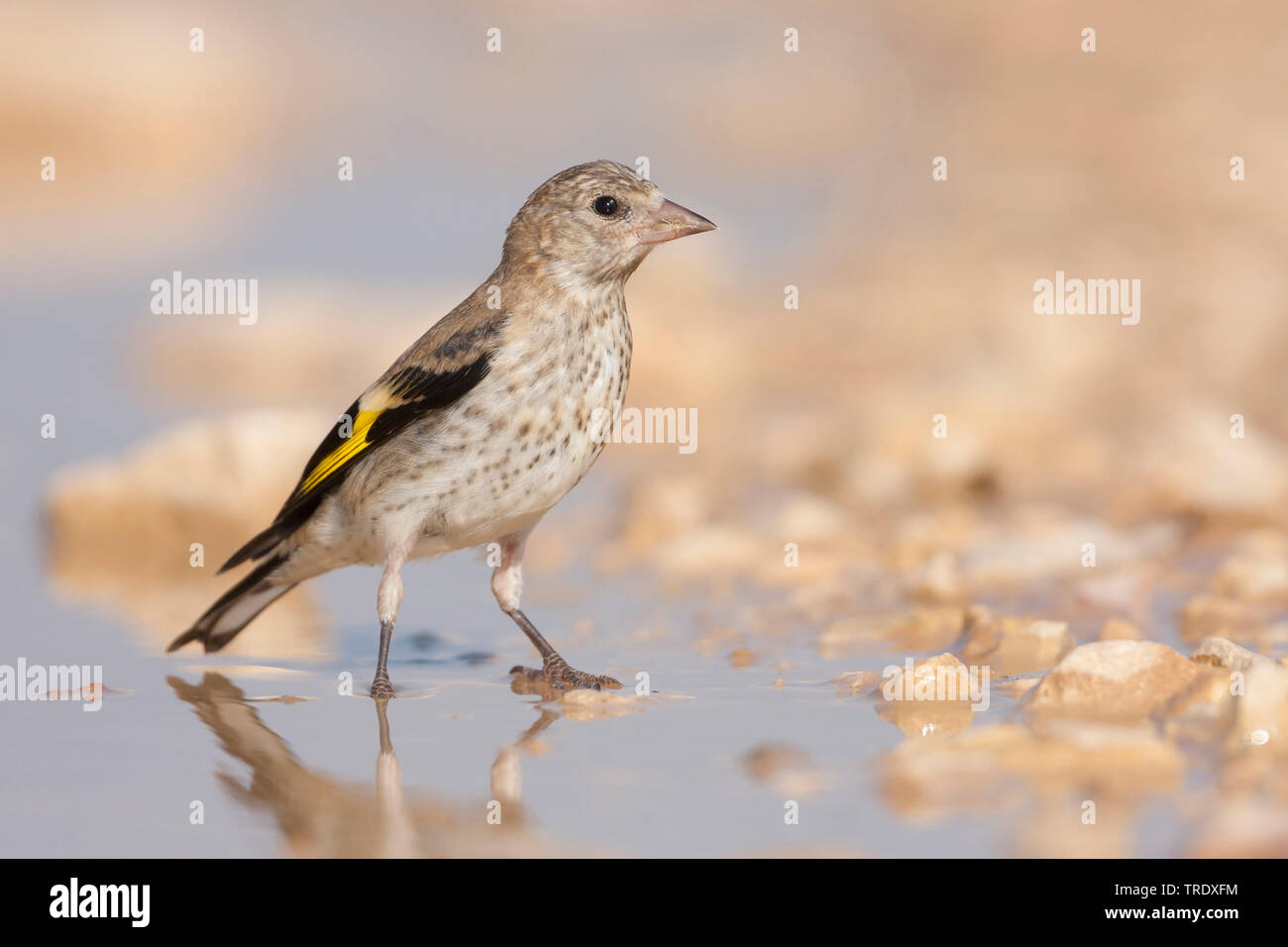 Eurasischen Stieglitz (Carduelis carduelis Balcanica, Carduelis balcanica), Jugendliche, die von der Wasserseite, Kroatien Stockfoto