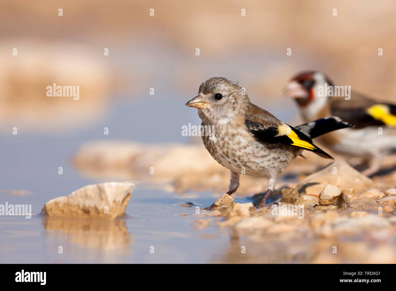 Eurasischen Stieglitz (Carduelis carduelis Balcanica, Carduelis balcanica), trinken Jugendliche, Kroatien Stockfoto