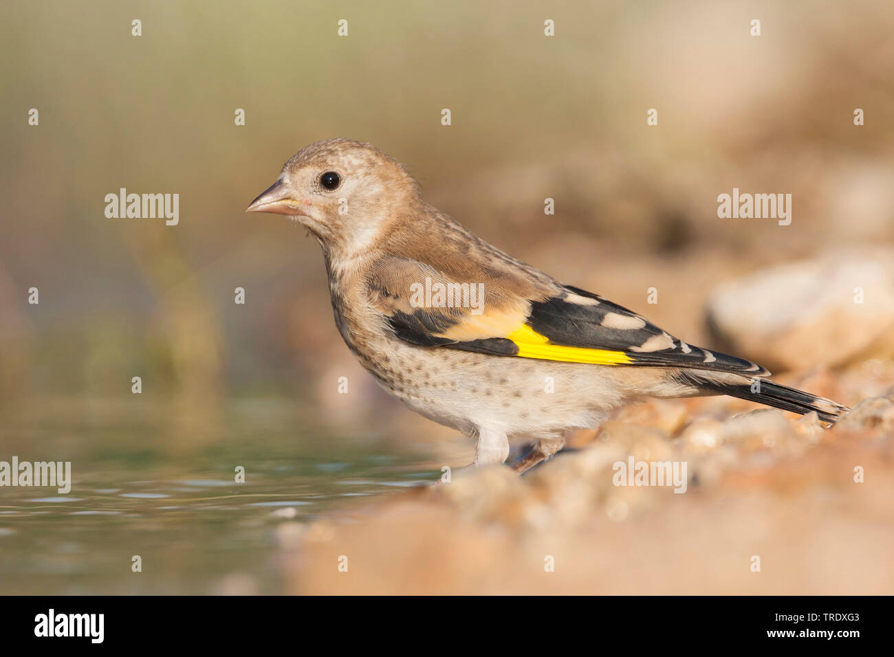 Eurasischen Stieglitz (Carduelis carduelis Balcanica, Carduelis balcanica), trinken Jugendliche, Kroatien Stockfoto