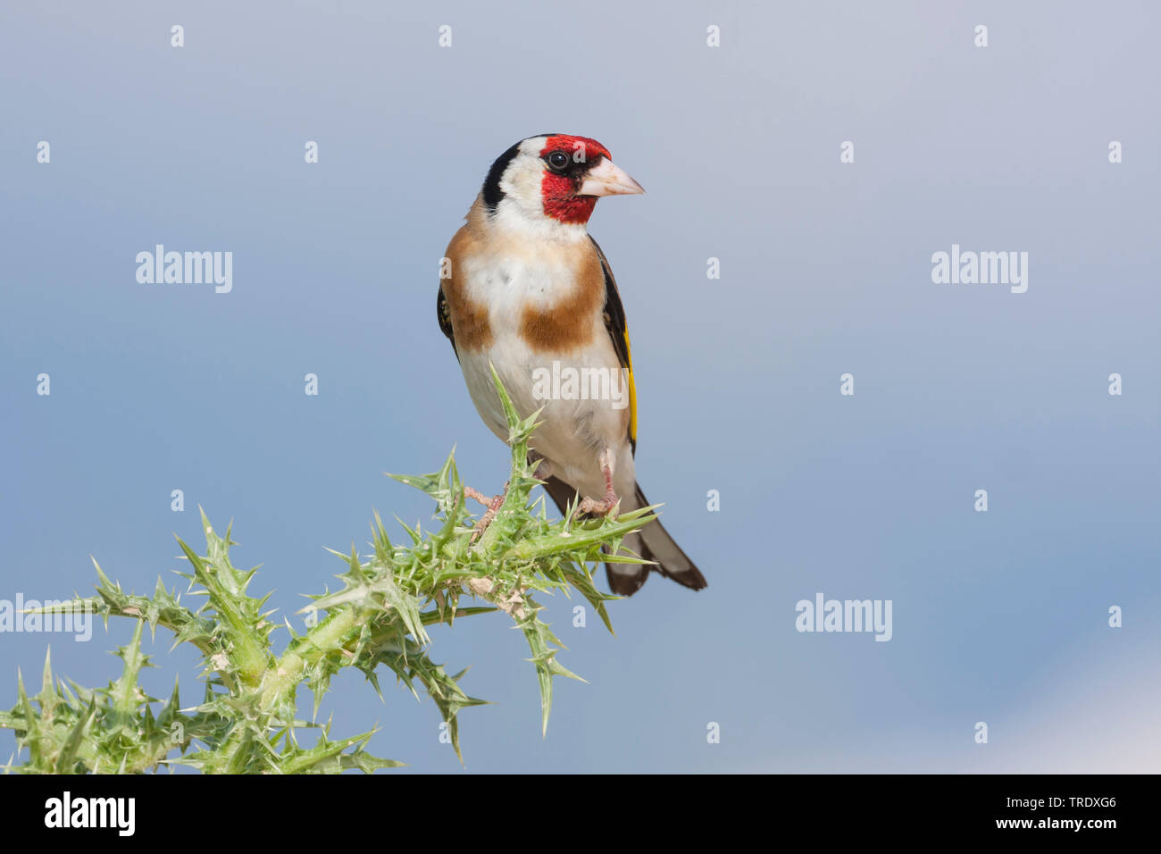 Eurasischen Stieglitz (Carduelis carduelis Balcanica, Carduelis balcanica), erwachsenen Mann auf einer Distel, Kroatien Stockfoto