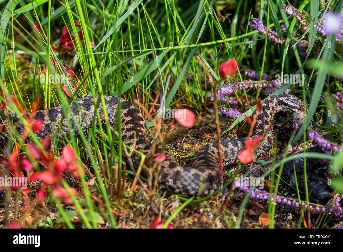 Addierer, gemeinsame Viper, gemeinsamen europäischen Viper, gemeinsame Viper (Vipera berus), schlängelt sich durch Heide, Seitenansicht, Deutschland, Bayern, Oberpfalz Stockfoto