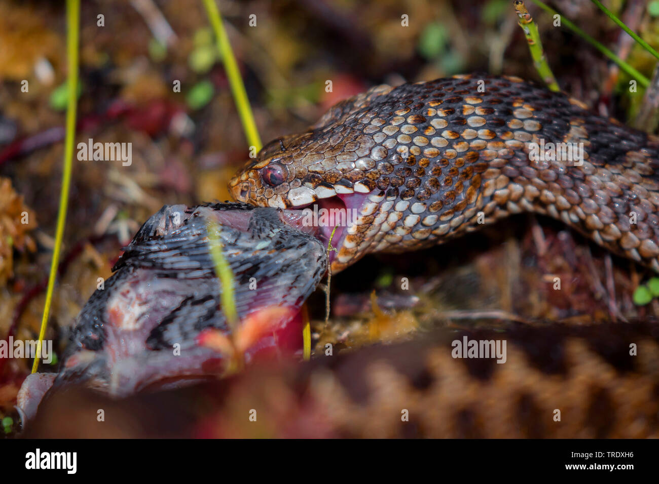 Addierer, gemeinsame Viper, gemeinsamen europäischen Viper, gemeinsame Viper (Vipera berus), Essen aus dem Nest gefallenen Jungvogel, Porträt, Deutschland, Bayern, Oberpfalz Stockfoto